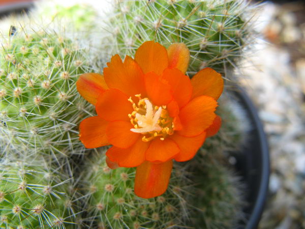 Rebutia muskula Ritter et Thiele