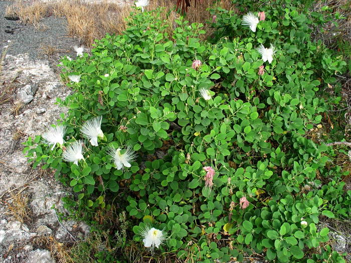 Capparis spinosa - каперс колючий или каперсник