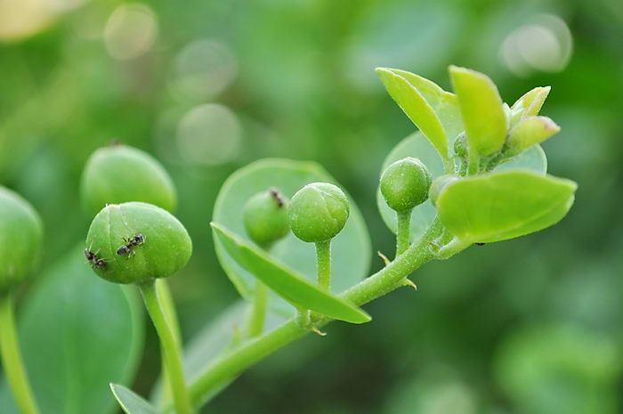 Capparis spinosa - каперс колючий или каперсник