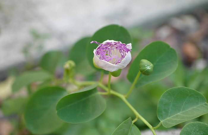 Capparis spinosa - каперс колючий или каперсник