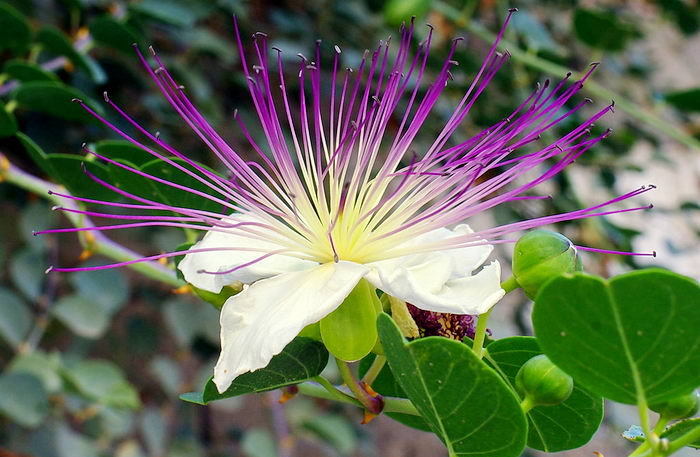 Capparis spinosa - каперс колючий или каперсник