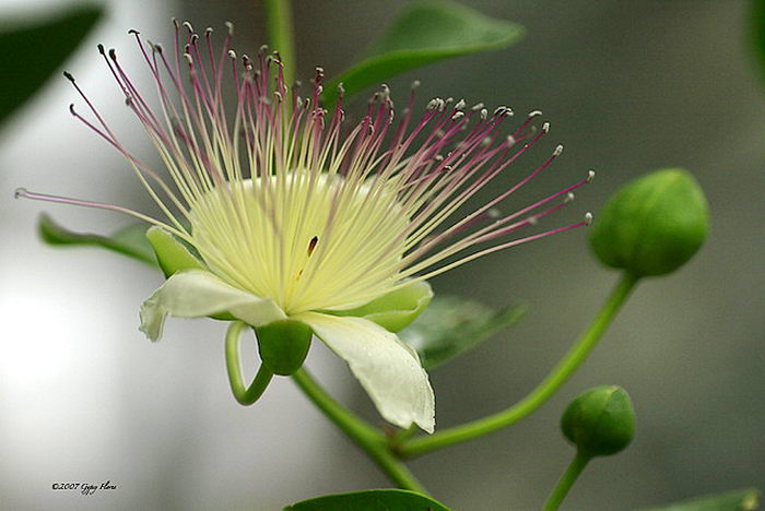 Capparis spinosa - каперс колючий или каперсник