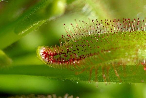 Drosera capensis - Росянка капская