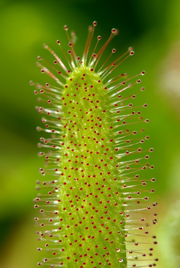 Drosera capensis - Росянка капская