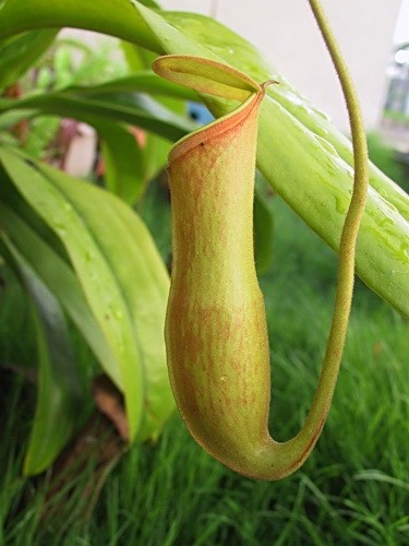 Nepenthes khasiana - Непентес Кхаси