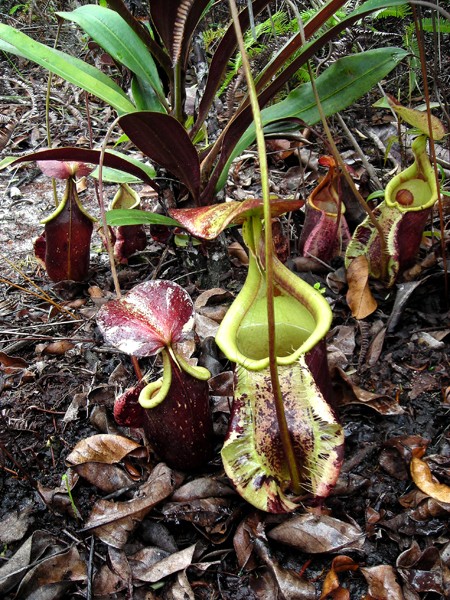 Nepenthes rafflesiana - Непентес раффлеза