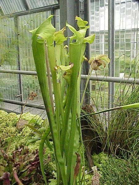 Sarracenia flava - Желтая мухоловка