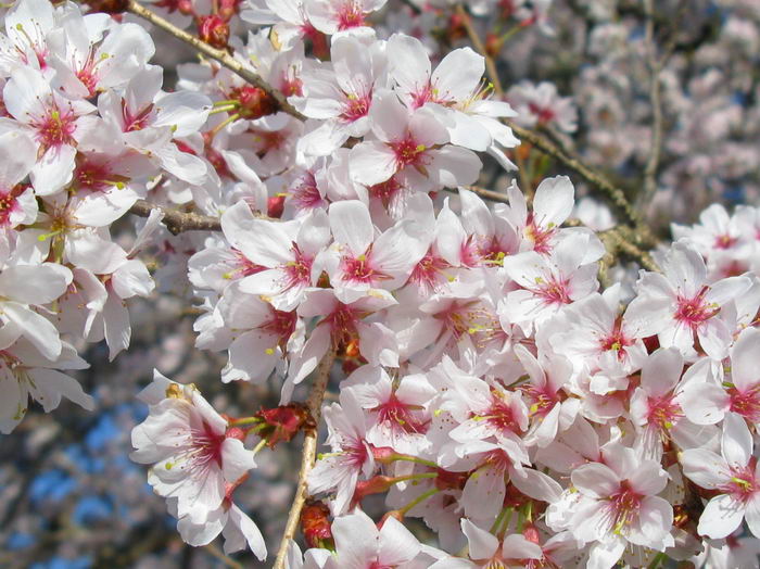 Короткощетинистая вишня (Cerasus subhirtella)