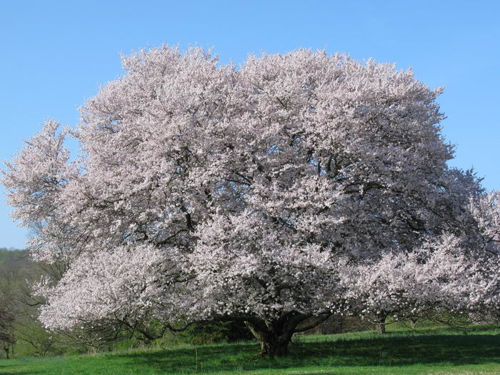 Короткощетинистая вишня (Cerasus subhirtella)