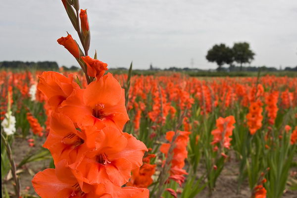 Гладиолус садовый (gladiolus)