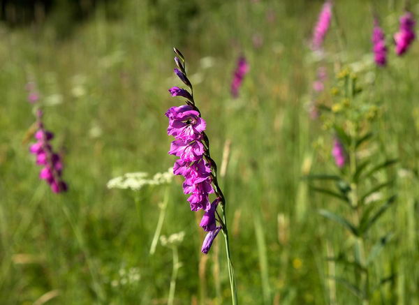 Шпажник черепитчатый (Gladiolus imbricatus)