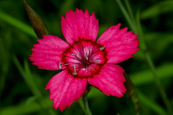 Гвоздика травянка (Dianthus deltoides)