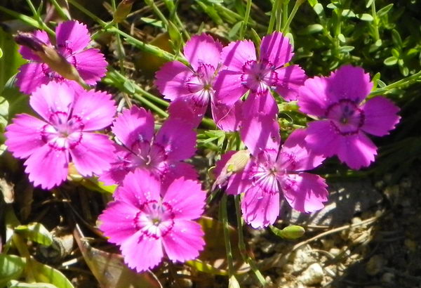 Гвоздика травянка (Dianthus deltoides)