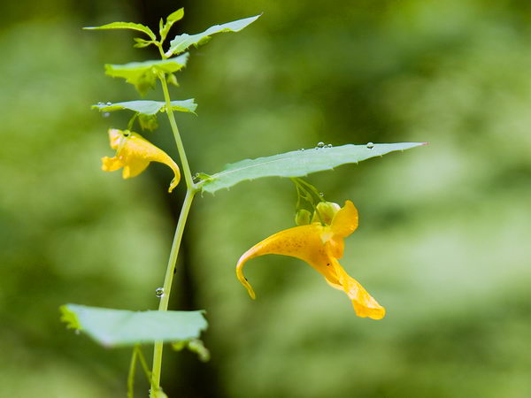 Недотрога обыкновенная (Impatiens noli-tangere)