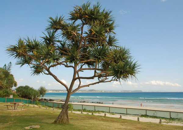 Pandanus