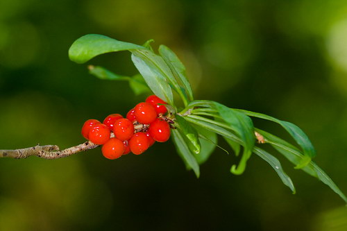 Волчье лыко (Daphne mezereum)