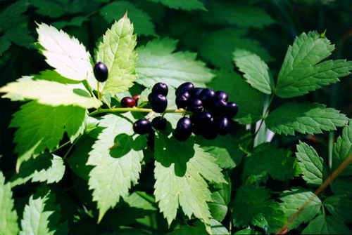 Воронец черноплодный (Actaea spicata)