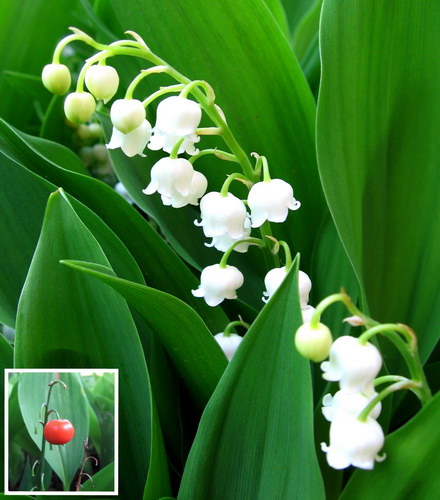 Ландыш майский (Convallaria majalis)