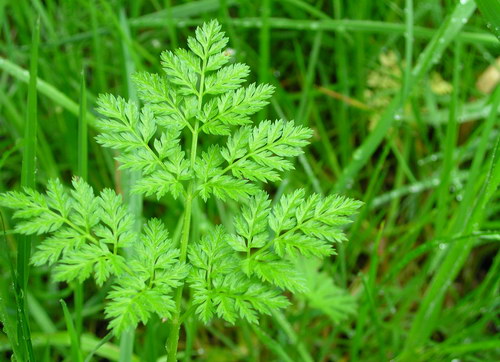 Болиголов пятнистый (Conium maculatum)