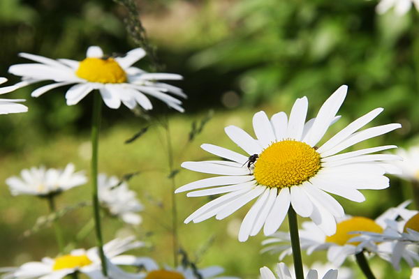 Поповник обыкновенный или нивяник (Leucanthemum vulgare)