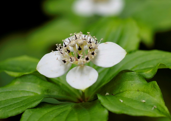 Дёрен канадский (chamaepericlymenum canadense)