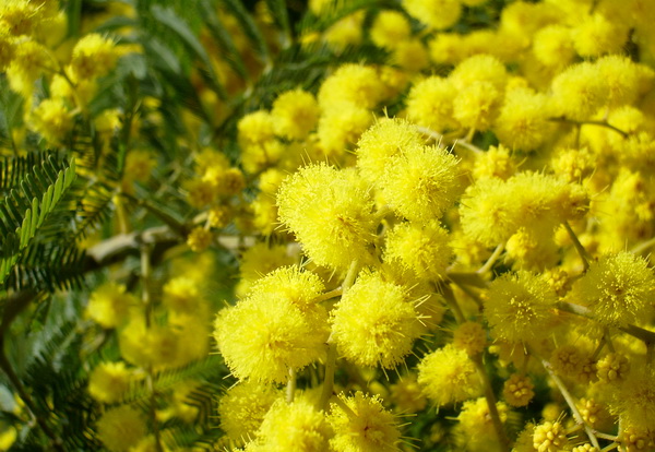 Мимоза (mimosa)