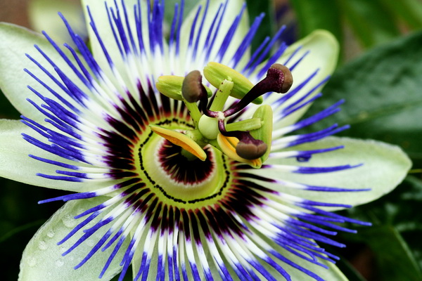 Пассифлора (passiflora)