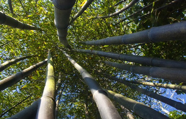 Листоколосник бамбуковый (phyllostachys nigra)