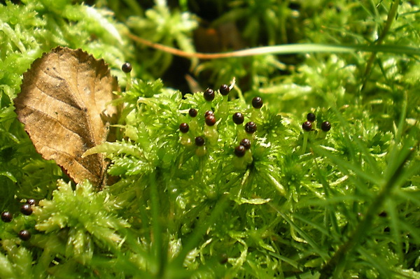 Мох сфагнум (sphagnum)