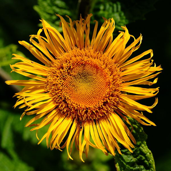 Девясил высокий (Inula helenium)