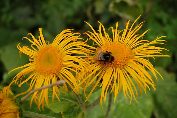 Телекиа красивейшая (Telekia speciosa)