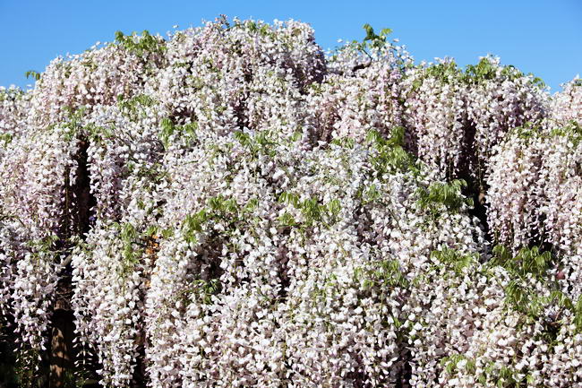 Японская глициния, белая (Wisteria floribunda alba)