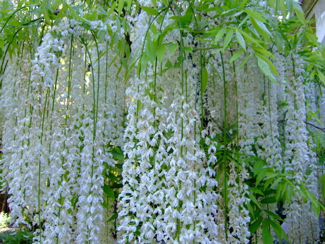 Японская глициния, белая (Wisteria floribunda alba)