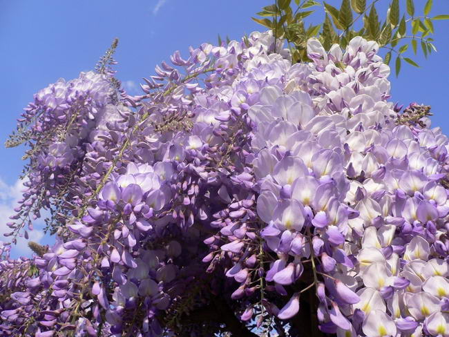 Американская глициния (Wisteria frutescens)