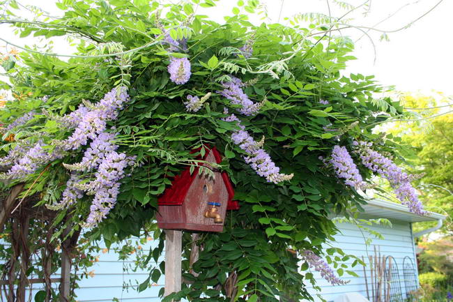 Кентуккская глициния (Wisteria macrostachya)