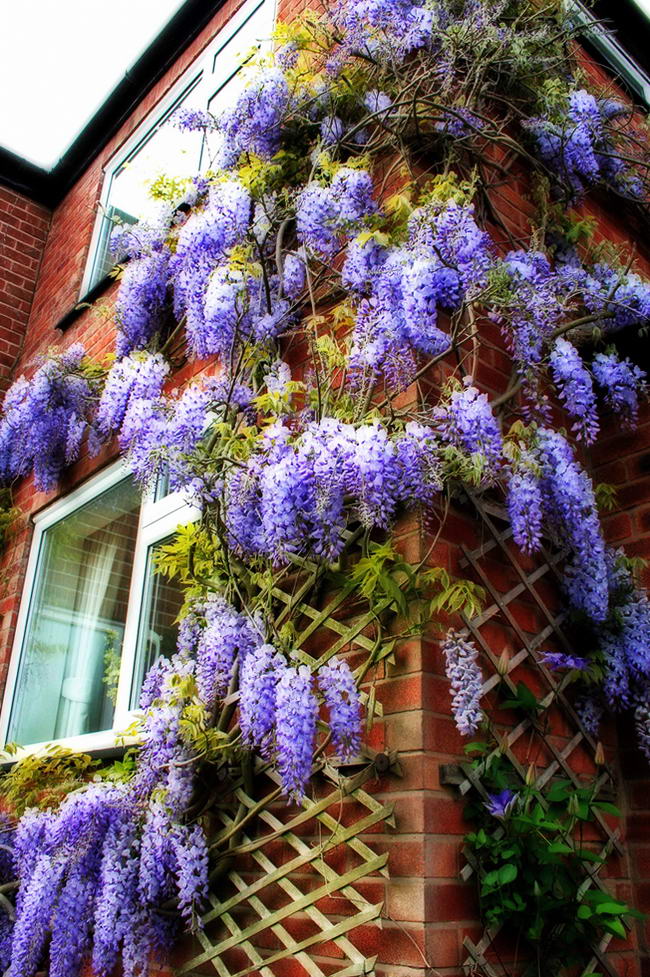 Китайская глициния (Wisteria sinensis)