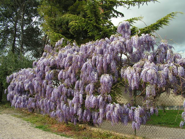 Китайская глициния (Wisteria sinensis)