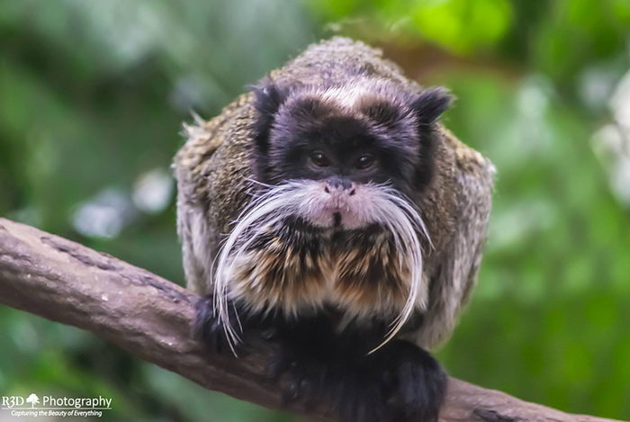 Императорский тамарин (Saguinus imperator)