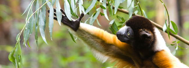 Лемур Сифака шелковистая (Sifaka, Propithecus candidus)