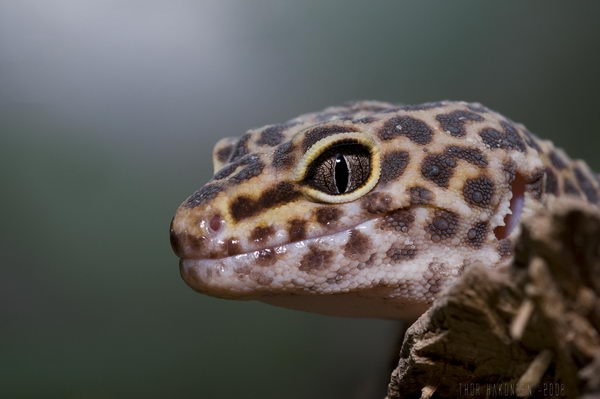 Пятнистый леопардовый эублефар (Eublepharis macularius)