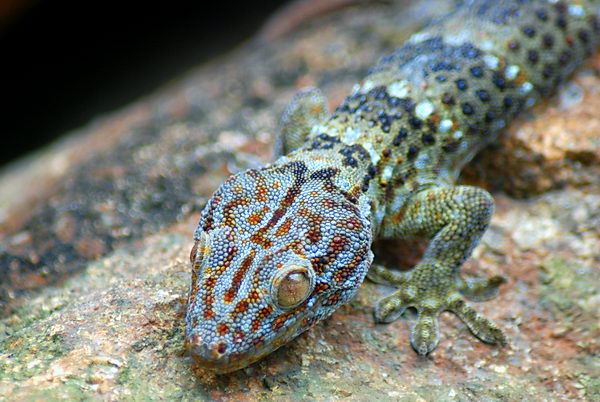 Геккон токи (Gekko gecko)