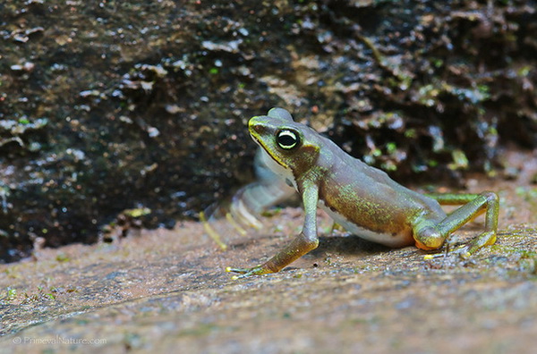 Каменистый арлекин (Atelopus Franciscus)