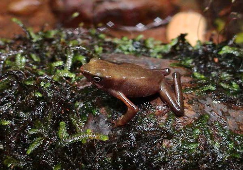 Каменистый арлекин (Atelopus Franciscus)