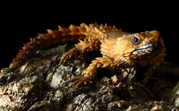 Малый поясохвост (Cordylus cataphractus)