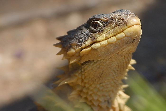 Малый поясохвост (Cordylus cataphractus)