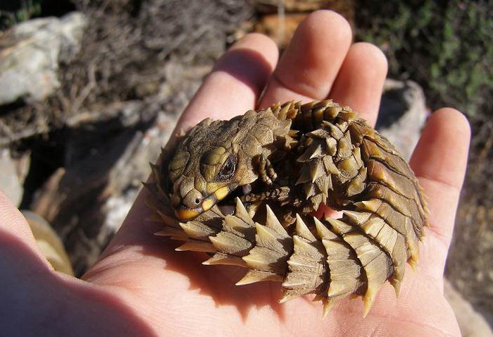 Малый поясохвост (Cordylus cataphractus)