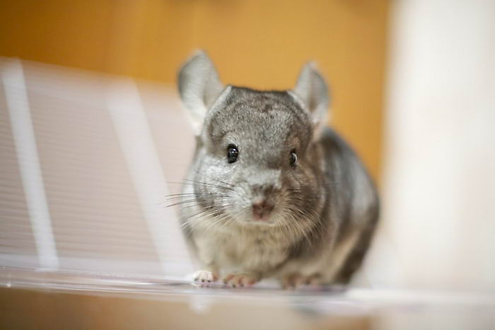 Шиншилла (Chinchilla)