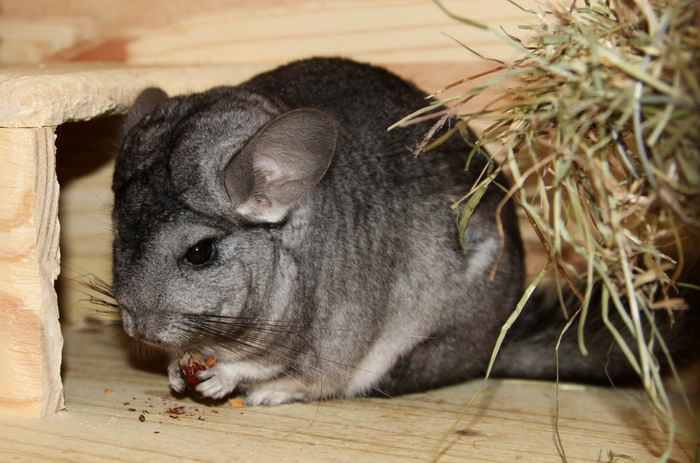 Шиншилла (Chinchilla)