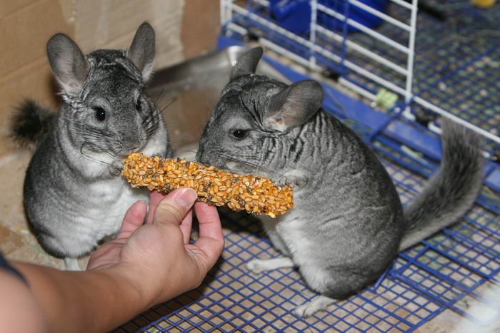 Шиншилла (Chinchilla)