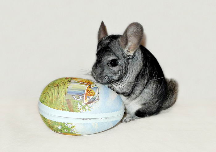 Шиншилла (Chinchilla)